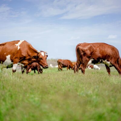 Allround Agri diensten, Putten