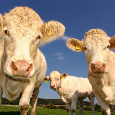 Allround Agri diensten, Putten
